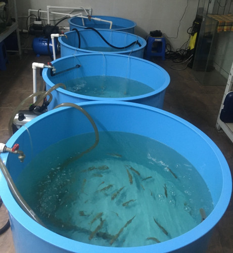 гибриды байкальских сиговых рыб в мини-УЗВ